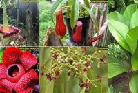 10 Jenis Tumbuhan yang Dilindungi di Indonesia