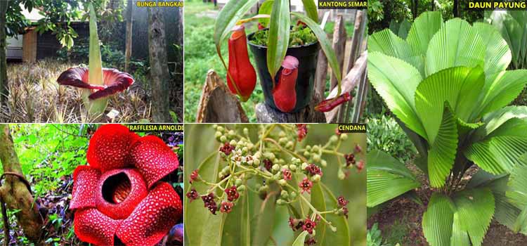 10 Tumbuhan yang Dilindungi di Indonesia