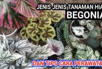 Jenis Tanaman Begonia dan Perawatannya