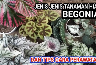 Mengenal Lebih Dekat Tanaman Begonia, Si Cantik Kaya Manfaat