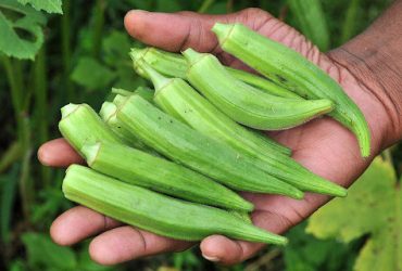 Manfaat & Budidaya Sayur Okra yang Jarang Orang Tahu