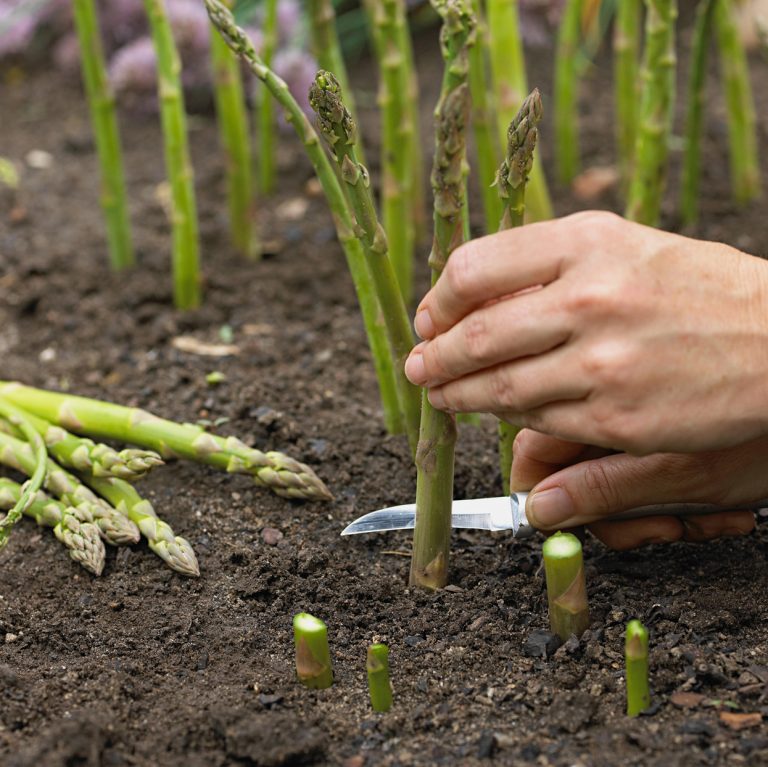 Cara Menanam asparagus