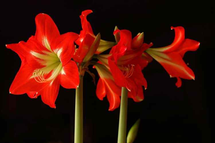 7 Tips Budidaya Bunga Amarilis Tumbuh sepanjang Tahun