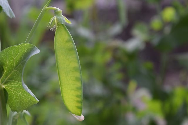 kacang polong sebagai tanaman pendamping jagung