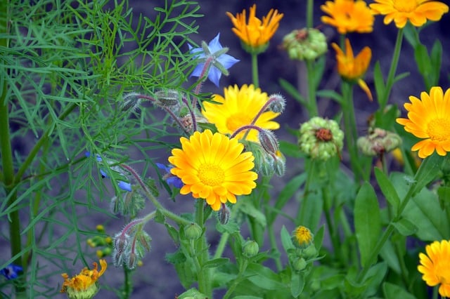 borage sebagai tanaman pendamping jagung