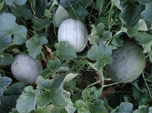 semangka sebagai tanaman pendamping jagung