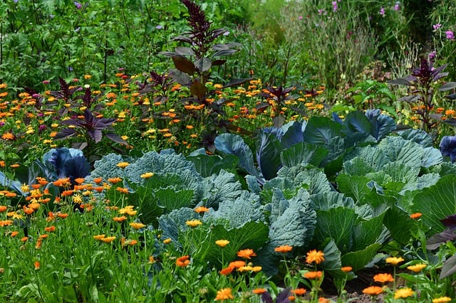 marigold sebagai tanaman pendamping jagung