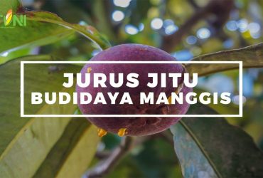 Rahasia Sukses Budidaya Manggis: Cara Efektif Mendapatkan Buah Berkualitas Tinggi