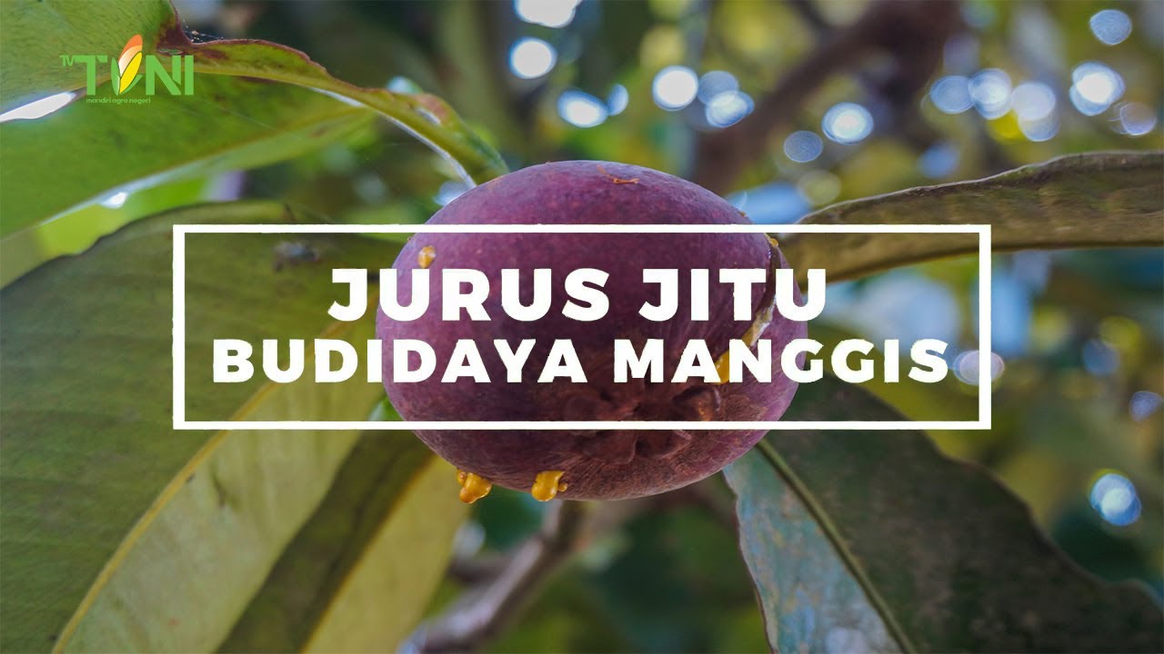Budidaya manggis paling efektif dan cepat panen