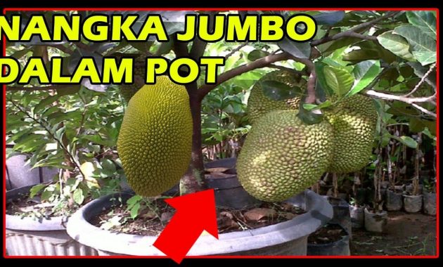 MUDAH!! Cara Budidaya Pohon Nangka Mini Berbuah Lebat » Taman Inspirasi ...