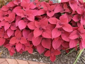 Budidaya tanaman hias daun merah