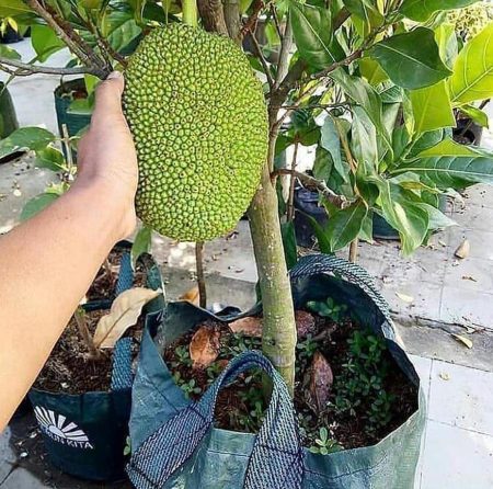 MUDAH!! Cara Budidaya Pohon Nangka Mini Berbuah Lebat » Taman Inspirasi ...